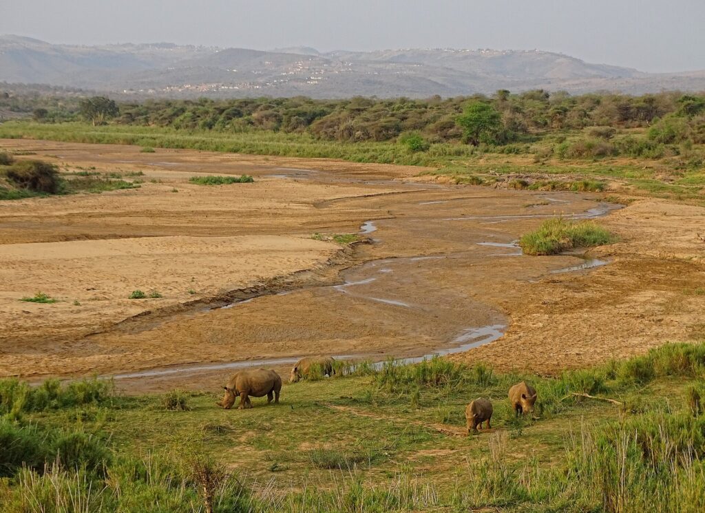 Cuatro rinocerontes blancos, uno de ellos joven, pastan en un prado verde a orillas de un ancho lecho de río de arena por donde corre un hilo de agua, con colinas y aldeas a lo lejos