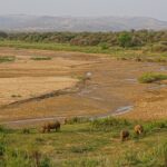 Cuatro rinocerontes blancos, uno de ellos joven, pastan en un prado verde a orillas de un ancho lecho de río de arena por donde corre un hilo de agua, con colinas y aldeas a lo lejos