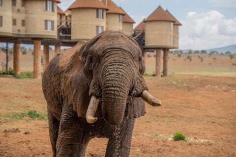 Un elefante en primer plano, delante de las torres redondas sobre pilotes del Salt Lick Safari Lodge