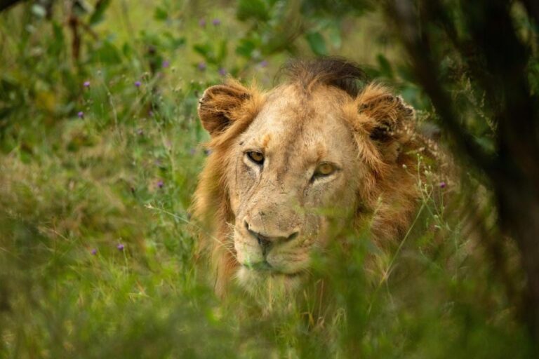 Un león tumbado en la hierba alta, con la cabeza girada hacia la cámara