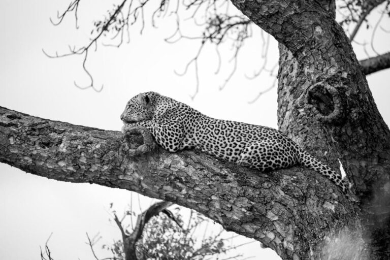 Un leopardo tendido sobre una gruesa rama, en blanco y negro