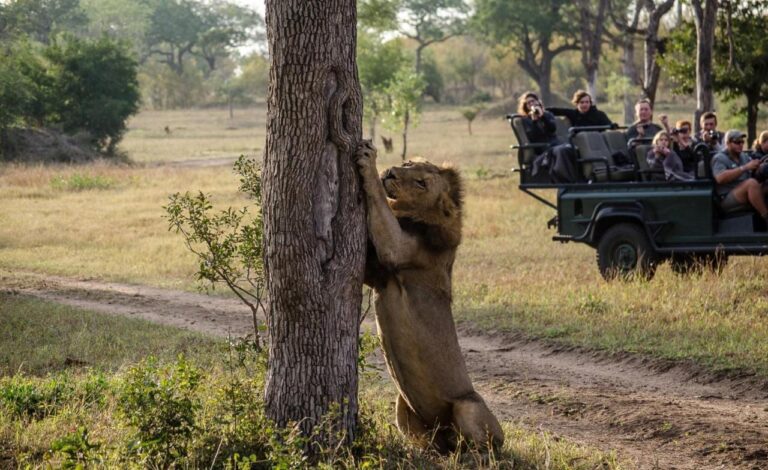 Un león erguido contra un tronco de árbol, delante de un 4x4 abierto cuyos pasajeros lo fotografían