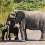 Una elefanta cruza de perfil una carretera asfaltada, con un elefante joven detrás que arranca hojas del arbusto del borde de la carretera, y sabana verde alrededor