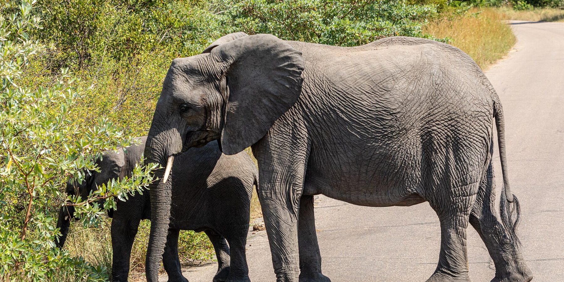 Una elefanta cruza de perfil una carretera asfaltada, con un elefante joven detrás que arranca hojas del arbusto del borde de la carretera, y sabana verde alrededor
