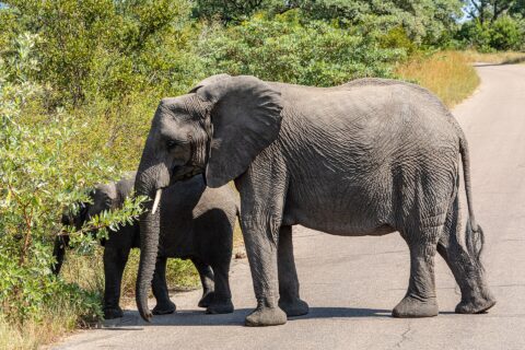 Una elefanta cruza de perfil una carretera asfaltada, con un elefante joven detrás que arranca hojas del arbusto del borde de la carretera, y sabana verde alrededor