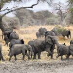 Una manada de elefantes con varias crías cruza un suelo fangoso, con un baobab y acacias detrás