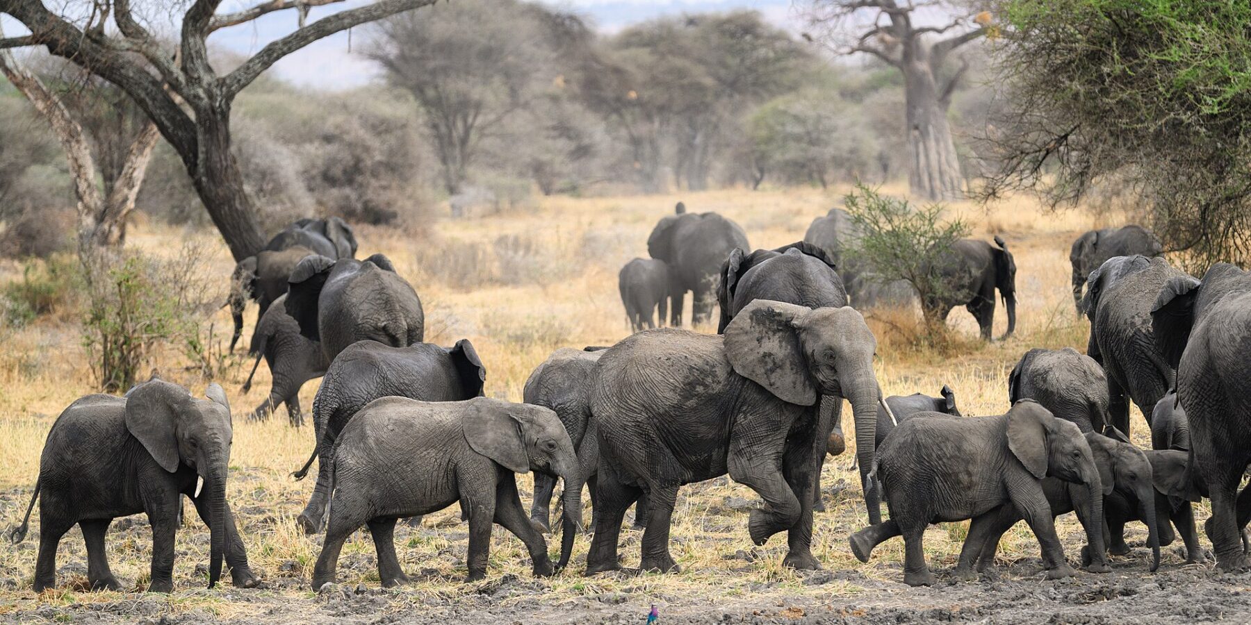 Una manada de elefantes con varias crías cruza un suelo fangoso, con un baobab y acacias detrás