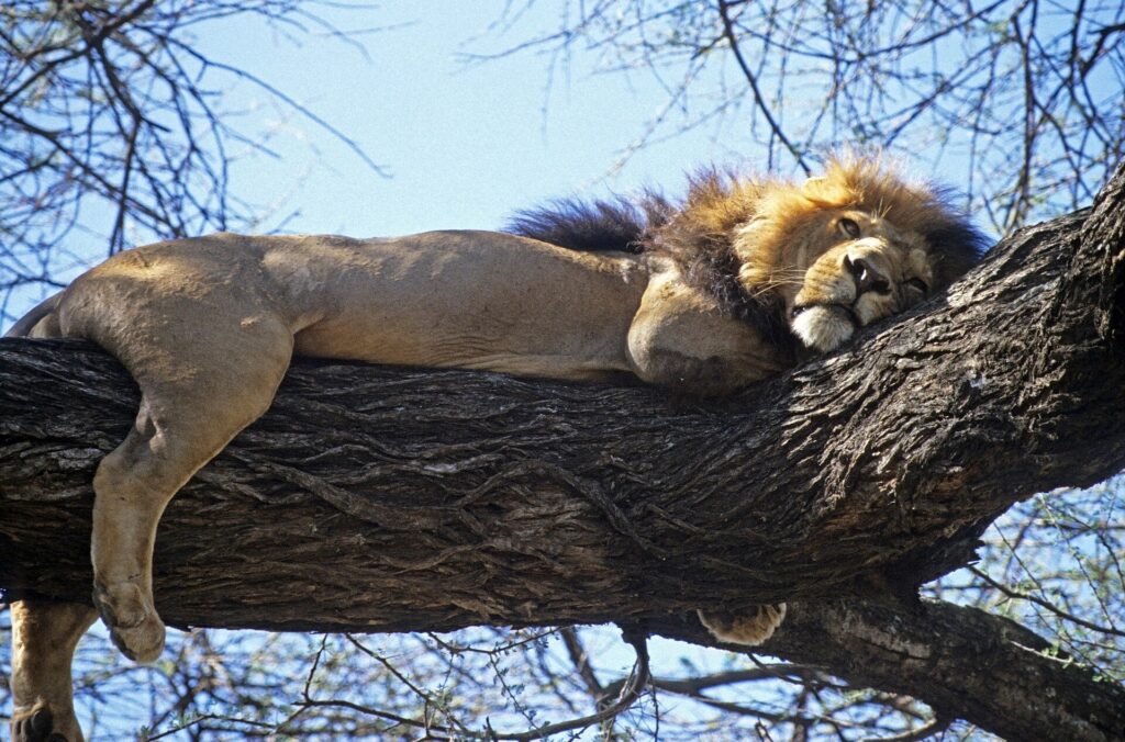 Un león de melena oscura tumbado a lo largo de una gruesa rama, con las patas colgando, bajo un cielo azul