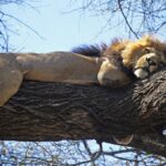 Un león de melena oscura tumbado a lo largo de una gruesa rama, con las patas colgando, bajo un cielo azul