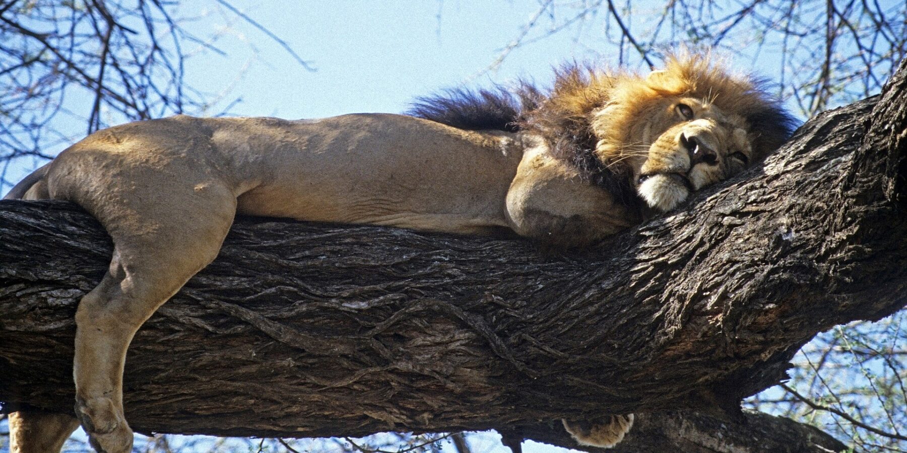 Un león de melena oscura tumbado a lo largo de una gruesa rama, con las patas colgando, bajo un cielo azul
