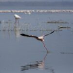 Un flamenco enano emprende el vuelo corriendo sobre el agua gris, con una larga línea de flamencos rosas al fondo del lago