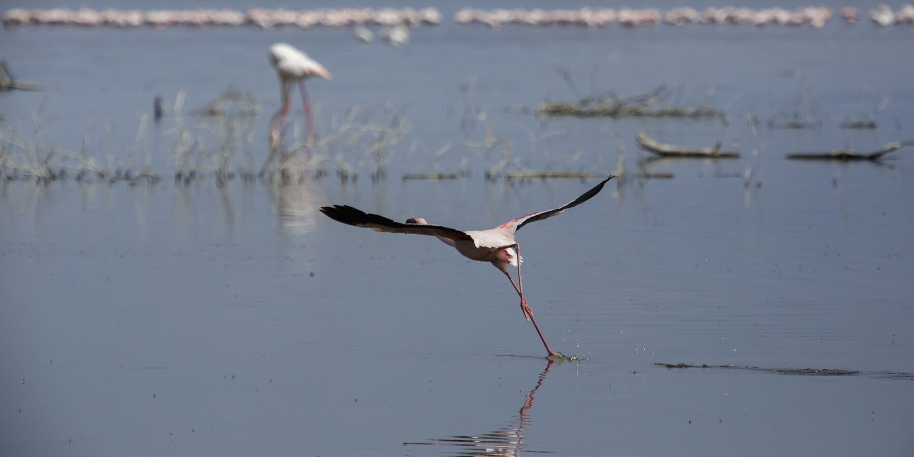 Un flamenco enano emprende el vuelo corriendo sobre el agua gris, con una larga línea de flamencos rosas al fondo del lago
