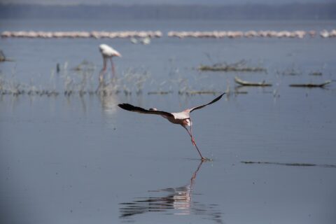 Un flamenco enano emprende el vuelo corriendo sobre el agua gris, con una larga línea de flamencos rosas al fondo del lago