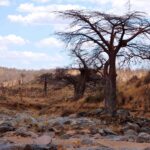El lecho rocoso y seco del Gran Ruaha, con un baobab sin hojas en la orilla y cebras a lo lejos en la colina