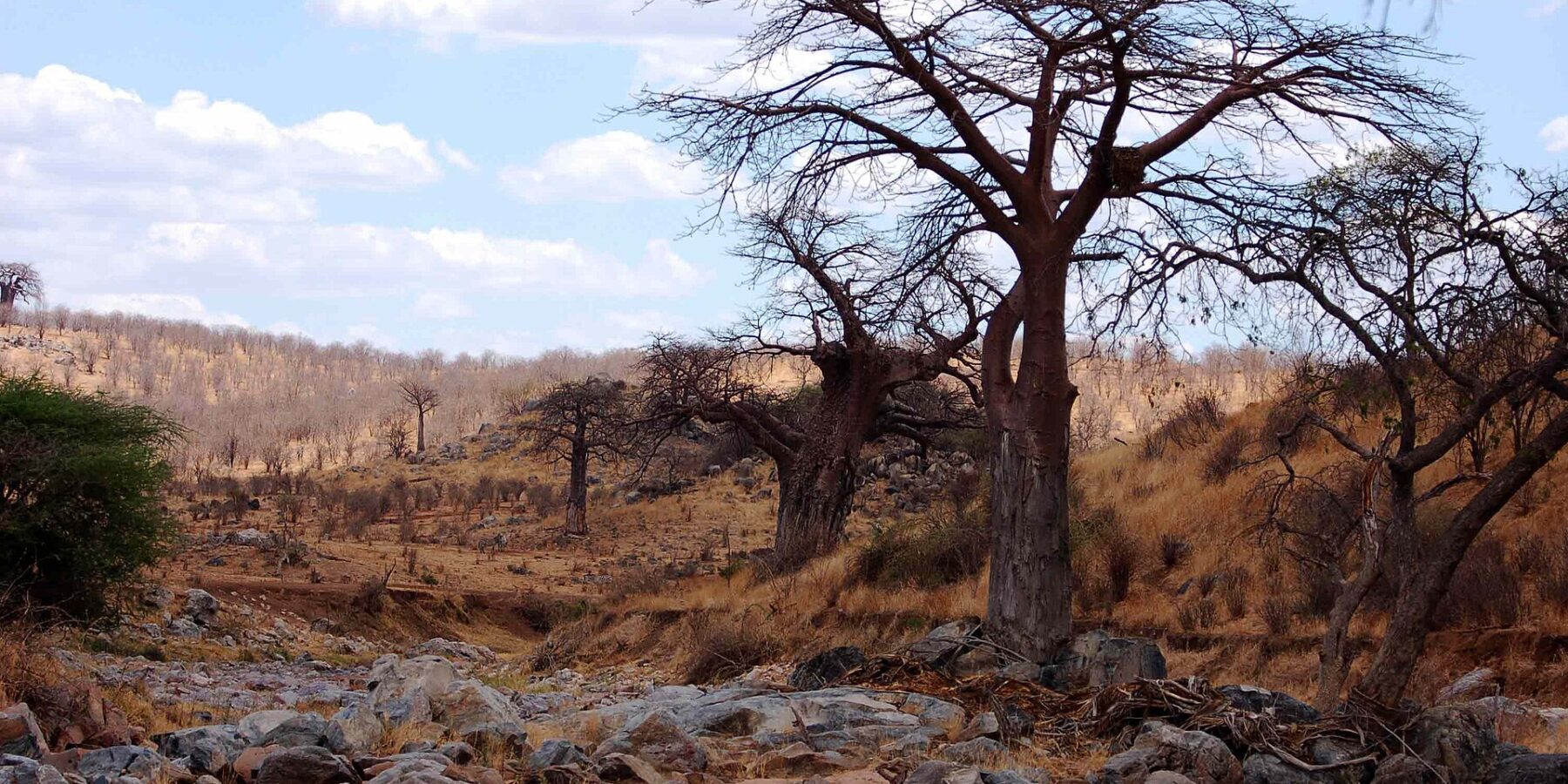 El lecho rocoso y seco del Gran Ruaha, con un baobab sin hojas en la orilla y cebras a lo lejos en la colina