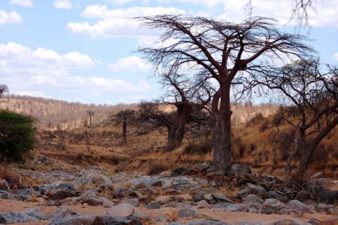 El lecho rocoso y seco del Gran Ruaha, con un baobab sin hojas en la orilla y cebras a lo lejos en la colina