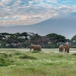 Cuatro elefantes caminan por una pradera verde salpicada de flores blancas delante de una hilera de acacias, con la cima nevada del Kilimanjaro detrás