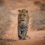 Un leopardo camina directo hacia el objetivo por una pista de arena roja entre hierbas secas, con la mirada fija y una pata delantera levantada