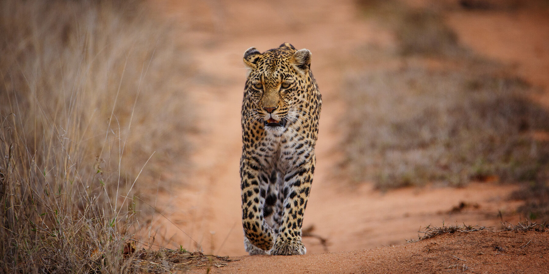 Un leopardo camina directo hacia el objetivo por una pista de arena roja entre hierbas secas, con la mirada fija y una pata delantera levantada