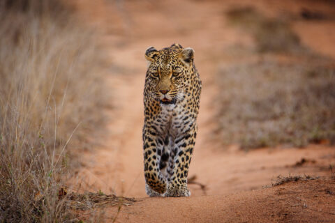 Un leopardo camina directo hacia el objetivo por una pista de arena roja entre hierbas secas, con la mirada fija y una pata delantera levantada