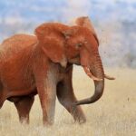 Un elefante completamente rojo de laterita se echa tierra sobre el lomo con la trompa, con terrones en el aire, en la hierba seca