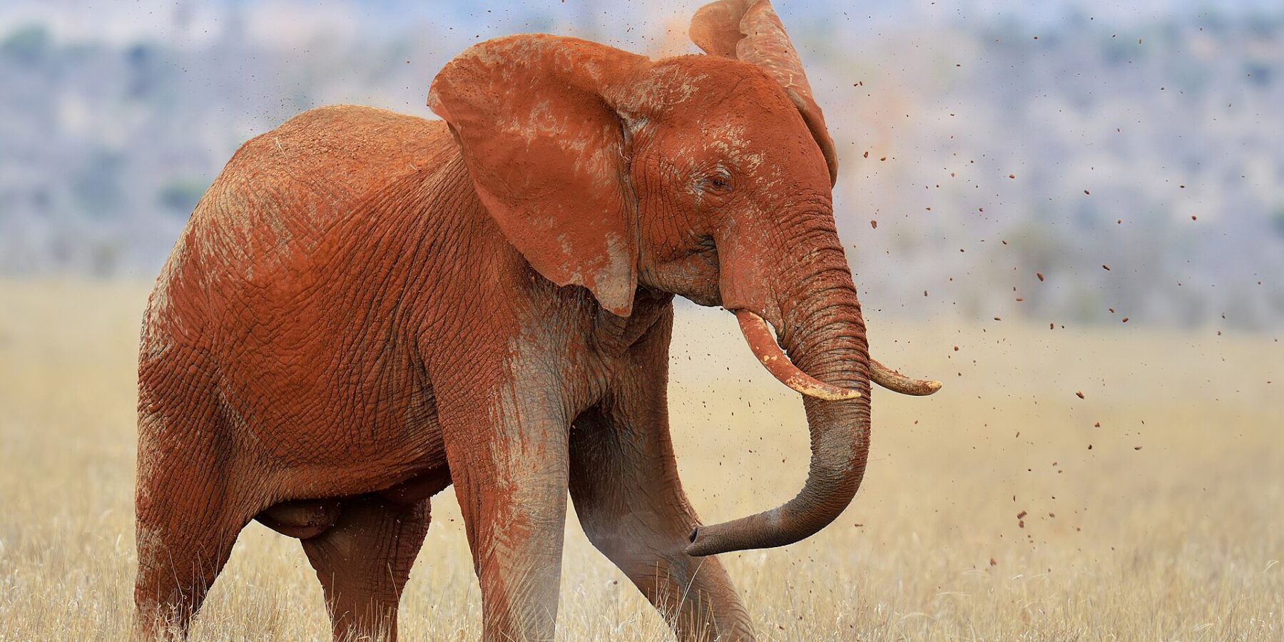 Un elefante completamente rojo de laterita se echa tierra sobre el lomo con la trompa, con terrones en el aire, en la hierba seca