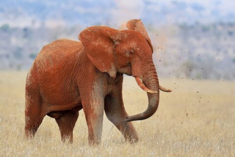 Un elefante completamente rojo de laterita se echa tierra sobre el lomo con la trompa, con terrones en el aire, en la hierba seca