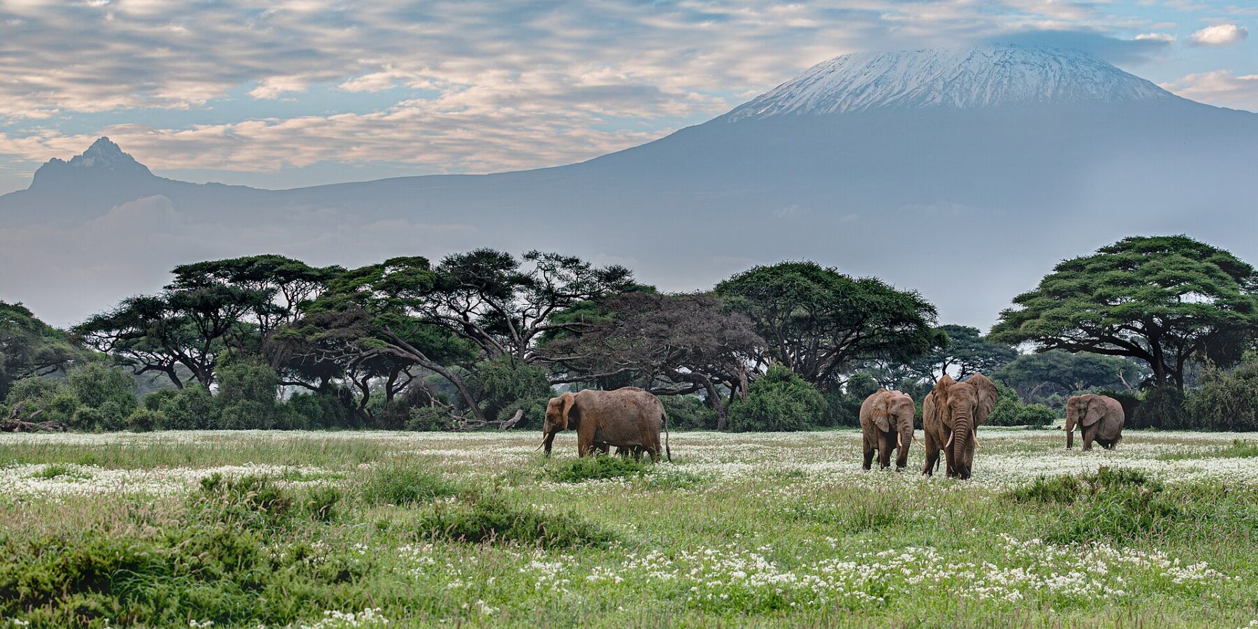 Cuatro elefantes caminan por una pradera verde salpicada de flores blancas delante de una hilera de acacias, con la cima nevada del Kilimanjaro detrás