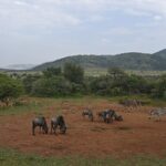Ñus, impalas, cebras y un gran kudú macho reunidos sobre la tierra roja alrededor de un punto de agua, con las colinas verdes del cráter detrás