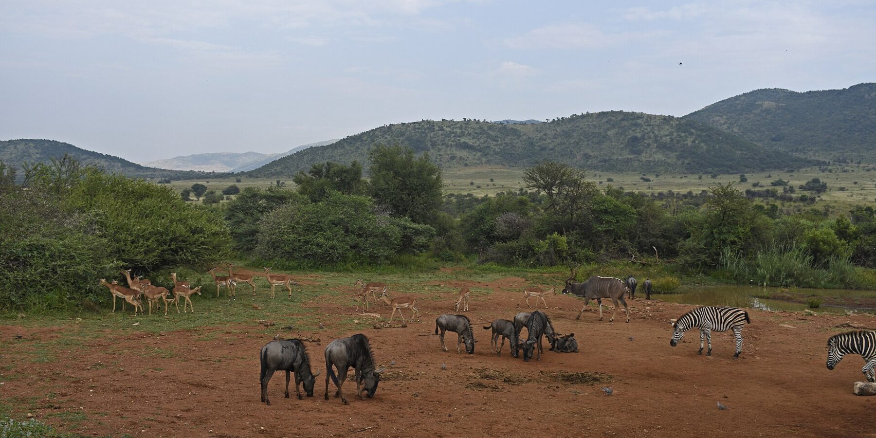 Ñus, impalas, cebras y un gran kudú macho reunidos sobre la tierra roja alrededor de un punto de agua, con las colinas verdes del cráter detrás