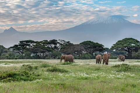 Cuatro elefantes caminan por una pradera verde salpicada de flores blancas delante de una hilera de acacias, con la cima nevada del Kilimanjaro detrás