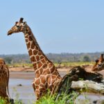 Dos jirafas reticuladas de pelaje en red delante del río pardo, una de perfil con el cuello erguido y un picabueyes en vuelo detrás de ella