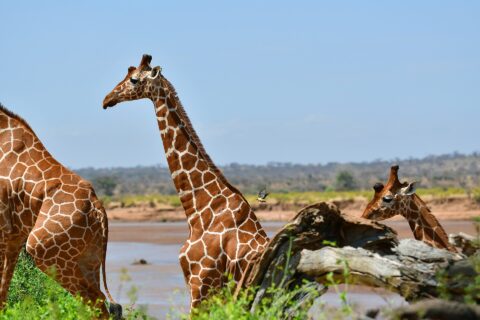 Dos jirafas reticuladas de pelaje en red delante del río pardo, una de perfil con el cuello erguido y un picabueyes en vuelo detrás de ella