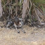 Dos licaones tumbados en la hierba seca bajo unas palmas, uno de ellos mira al objetivo con las grandes orejas redondas erguidas