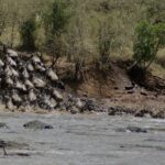 Una columna de ñus baja a toda velocidad por una orilla de tierra y se lanza al río gris, mientras los primeros ya nadan en fila hacia la otra orilla
