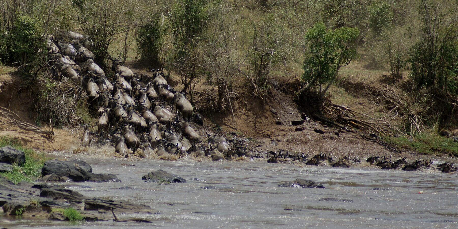 Una columna de ñus baja a toda velocidad por una orilla de tierra y se lanza al río gris, mientras los primeros ya nadan en fila hacia la otra orilla