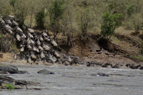 Una columna de ñus baja a toda velocidad por una orilla de tierra y se lanza al río gris, mientras los primeros ya nadan en fila hacia la otra orilla