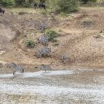 Unas cebras bajan por una orilla de arena y cruzan el río por un vado, mientras los ñus esperan en lo alto de la pendiente