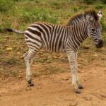 Un potro de cebra de rayas todavía pardas y crin erizada, de perfil sobre una pista de tierra roja, con la hierba verde detrás